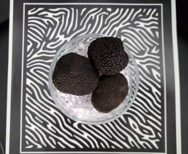 Truffes noires Melanosporum